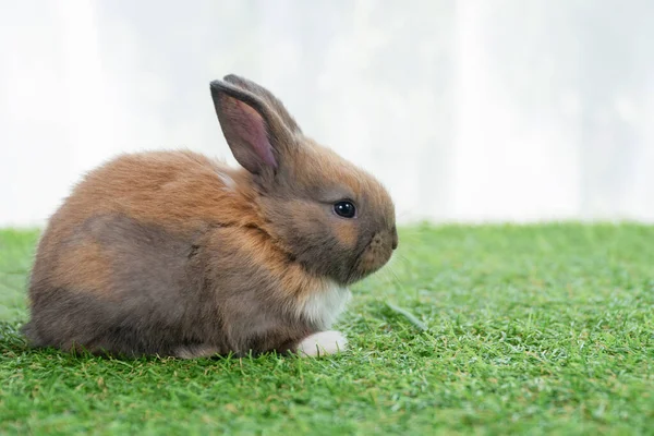 春の夏の背景に緑の草に座ってふわふわのウサギ 白い背景を持つ芝生の上で遊んで乳児ドワーフウサギ茶色の白いウサギ かわいい動物の毛皮のペットのコンセプト — ストック写真