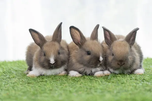 Adorable Baby Rabbits Ears Bunny Sitting Together Green Grass Family — Stock fotografie