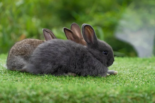 Bir Grup Tüylü Tavşan Yeşil Çimlerin Üzerinde Oturuyorlar Yan Yana — Stok fotoğraf