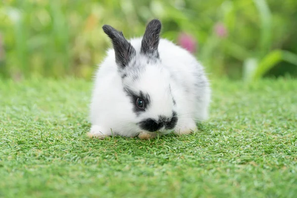 Fluffy Rabbit Easter Bunny Sitting Green Grass Spring Summer Background —  Fotos de Stock