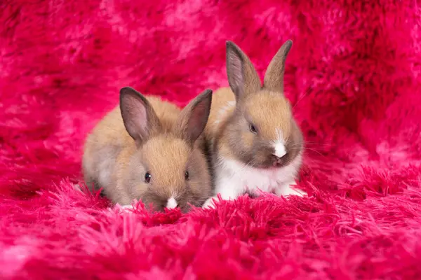 Lovely Healthy Two Baby Rabbit Ear Bunny Sitting Red Background — Fotografie, imagine de stoc