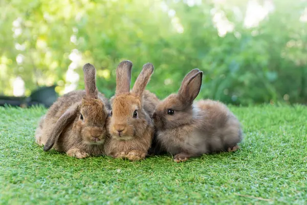 Cuddly Furry Rabbit Bunny Brown Family Sitting Playful Together Green — Stock Photo, Image