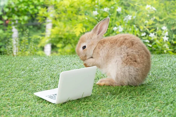 Uroczy Króliczek Małym Laptopem Siedzącym Zielonej Trawie Uroczy Królik Brązowy — Zdjęcie stockowe