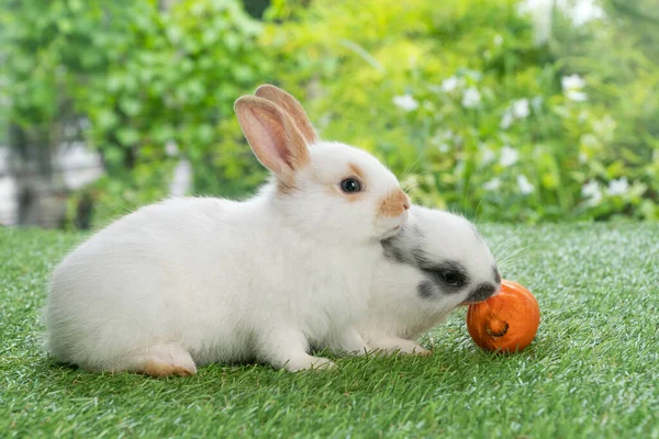 Two Adorable Baby Rabbit Bunny Eating Fresh Orange Carrot Sitting — Stok fotoğraf