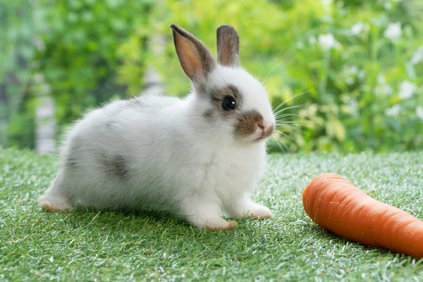 Adorable Baby Rabbit Bunny Eating Fresh Orange Carrot Sitting Green — Stockfoto