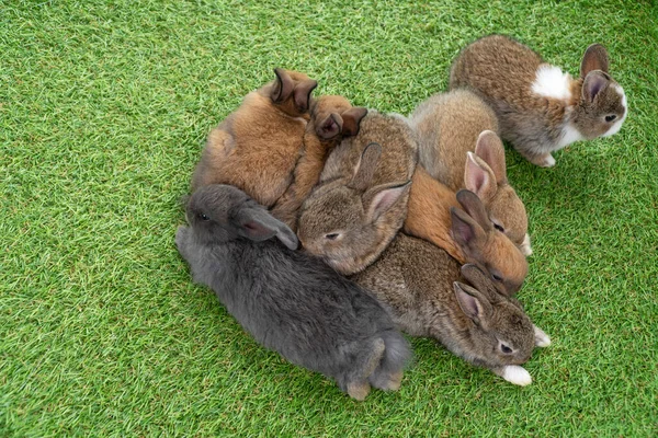 Группа Восьми Пушистых Кроликов Спят Вместе Зеленой Траве Естественном Фоне — стоковое фото