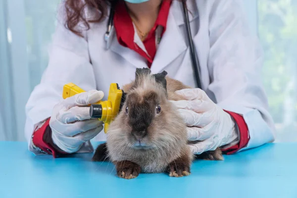 Veterinary woman using hairbrush care rabbit brown bunny on blue table in hospital. Hands of doctor wear glove examining use brush hairdresser with lovely fluffy bunny health rabbit in clinic. animal.