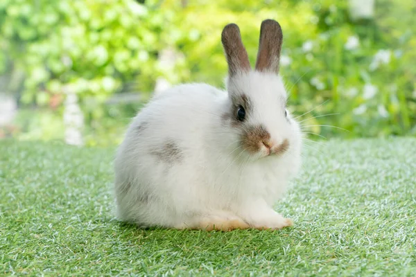 Tüylü Tavşan Paskalya Tavşanı Bahar Mevsimi Boyunca Yeşil Çimlerde Oturuyor — Stok fotoğraf