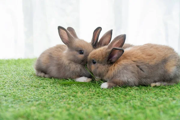 Adorable Baby Rabbits Ears Bunny Sitting Together Green Grass Family — Stock Photo, Image