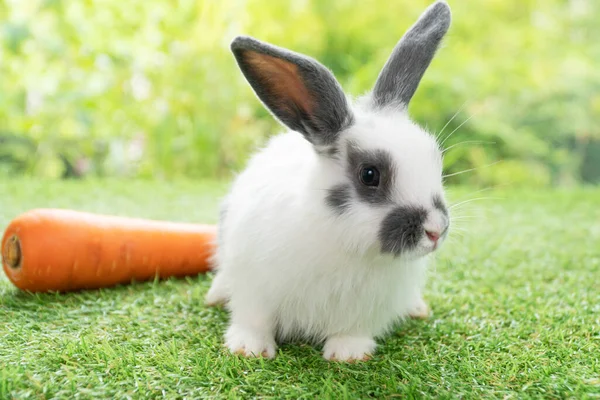 Adorable baby rabbit bunny eating fresh orange carrot sitting on green grass meadow over nature background. Furry rabbit brown, white bunny feeding organic carrot in spring time. Easter animal concept