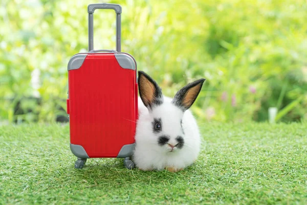 Adorable rabbit easter bunny with small red baggage sitting on green grass over spring broke background. Little bunny rabbit sitting aside red suitcase on meadow nature background. Easter pet vacation