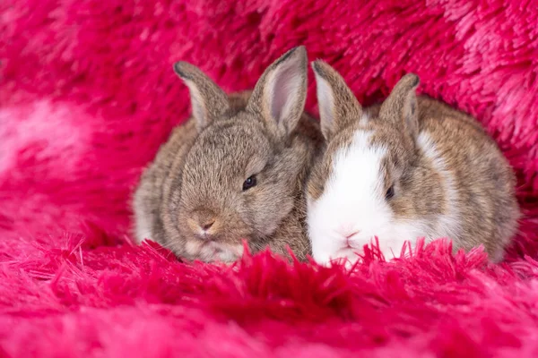 Lovely Healthy Two Baby Rabbit Ear Bunny Sitting Red Background — Foto Stock