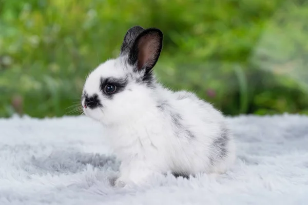 Кролики Немовлят Вуха Кролика Лежать Якому Білому Килимі Над Зеленим Ліцензійні Стокові Зображення
