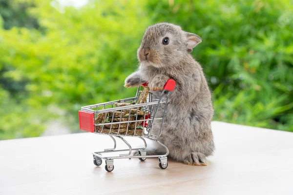 Чарівний Кролик Який Штовхає Кошик Покупок Морквою Печива Стоїть Зеленому Стокове Зображення