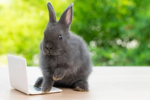 Новонароджений Крихітний Кролик Пухнастий Кролик Маленький Ноутбук Онлайн Сидить Зеленому Ліцензійні Стокові Фото