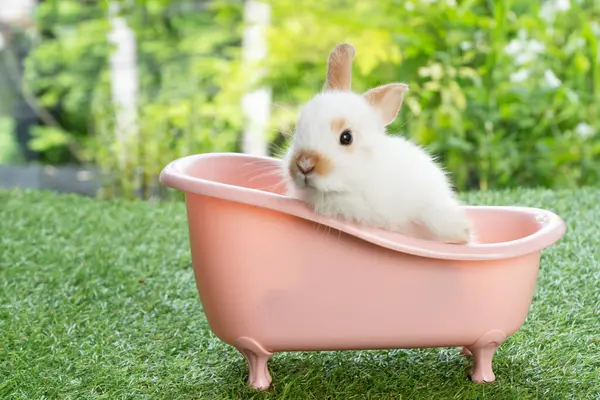 Милий Кролик Який Сидить Рожевій Ванні Зеленій Траві Фоні Природи Стокове Зображення