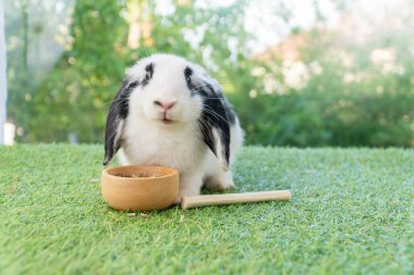 Adorable Holland lop rabbit bunny eating dry alfalfa hay field in pet bowl sitting on green grass over bokeh green background. Cuddly healthy rabbit white black bunny feeding meal in wood bowl meadow.