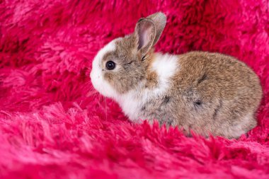 Kırmızı arka planda oturan sevimli sağlıklı tavşan yavrusu. Küçük tüylü, kahverengi, bebek tavşancık parlak gözlü tavşan kırmızı arka planda oturan bir şeyi izliyor. Paskalya hayvanı..