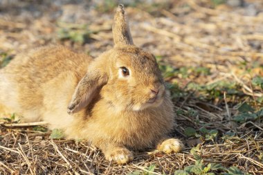 Fluffy brown bunny rabbit sitting on the dry grass over environment natural light background. Furry cute rabbit hare bunny tail wild-animal sitting single at outdoor. Easter animal pet concept.