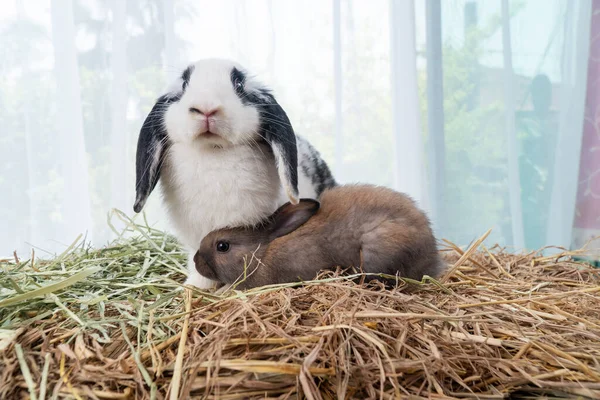 Sevimli Kürklü Yavru Tavşan Beyaz Arka Planda Saman Çimlerin Üzerinde — Stok fotoğraf