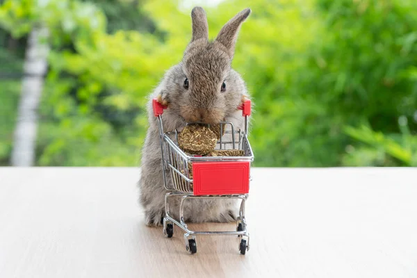 Чарівний Кролик Який Штовхає Кошик Покупок Морквою Печива Стоїть Зеленому — стокове фото