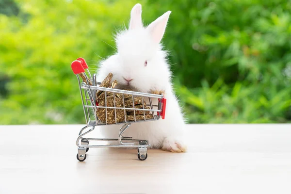 Чарівний Кролик Який Штовхає Кошик Покупок Морквою Печива Стоїть Зеленому — стокове фото