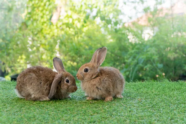 Cuddly Furry Rabbit Bunny Brown Family Sitting Playful Together Green — Stok fotoğraf