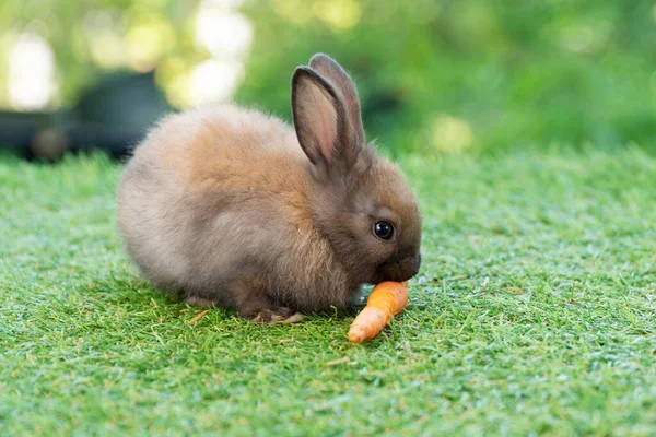 Adorable Baby Rabbit Bunny Eating Fresh Orange Carrot Sitting Green — Stok fotoğraf
