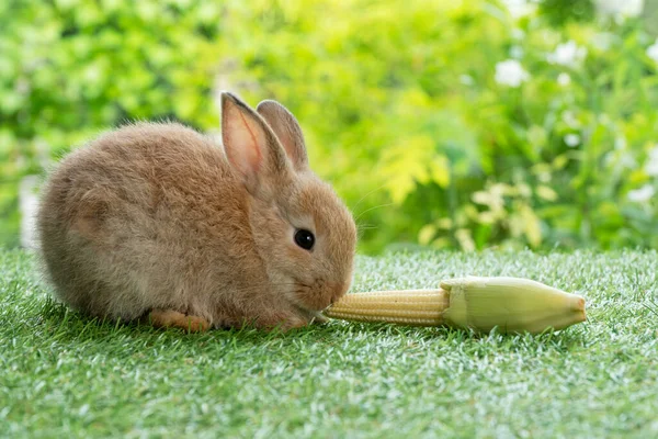 Adorable Rabbit Furry Bunny Hungry Eating Organic Fresh Baby Corn — Stok fotoğraf