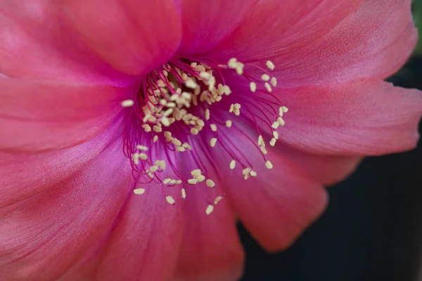 背景選択的焦点に黄色の花粉を持つロビビアピンクのサボテンの花 花粉とマルコ素敵なピンクのリビアの花 閉じる開花熱帯多肉植物リビアの花の背景 — ストック写真