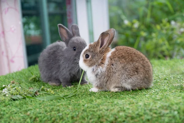 Adorable Three Rabbit Furry Bunny Hungry Eating Organic Fresh Baby — Stok fotoğraf