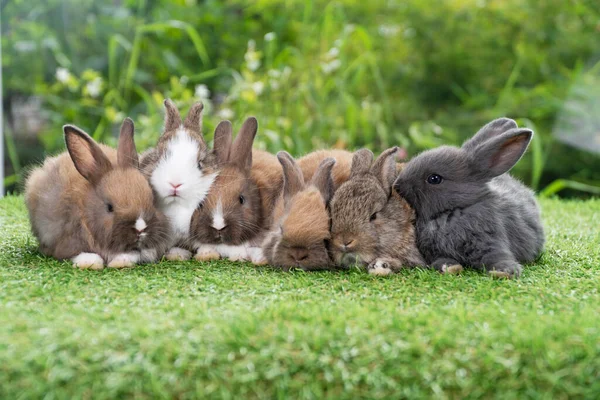 Gruppo Cinque Coniglietto Peloso Coccoloso Sdraiato Dormire Insieme Erba Verde — Foto Stock