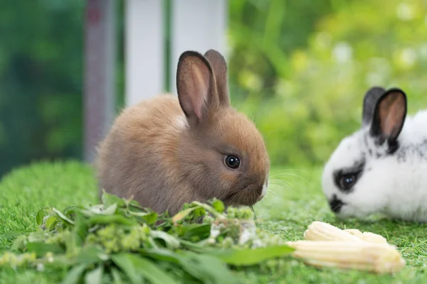 Adorabile Coniglietto Coniglio Mangiare Verdura Fresca Erba Timorosa Seduto Erba — Foto Stock