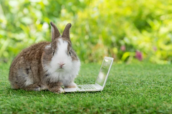 랩탑을 스러운 귀여운 토끼흰 잔디밭 배경에 노트북 화면을 있습니다 부활절 — 스톡 사진