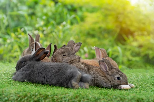 Cuddly Furry Rabbit Bunny Brown Family Sitting Playful Together Green — 스톡 사진
