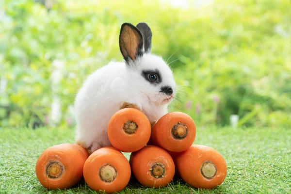 Adorable Baby Rabbit Bunny Sitting Front Orange Pile Fresh Carrot — Stok fotoğraf