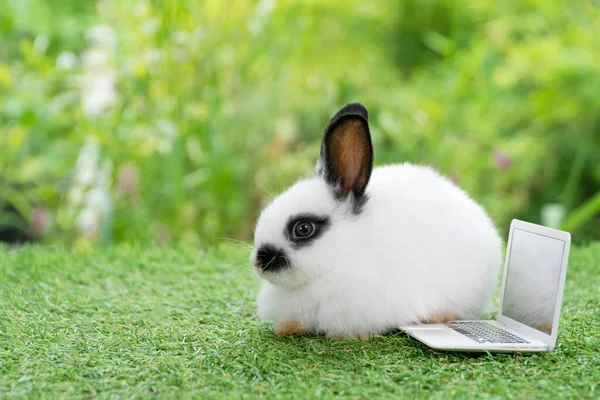 귀여운 토끼와 랩탑을 스러운 토끼토끼는 잔디밭의 배경에 무언가를보고 있습니다 부활절 — 스톡 사진