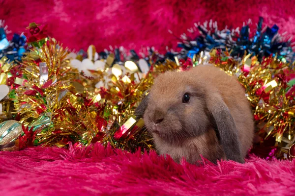Adorable Furry Baby Rabbit Bunny Playful Ornament Decorative Glitter Shiny — Stock Photo, Image