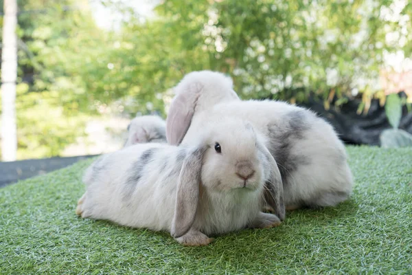 Lovely Family Furry Hare Baby Rabbit Holland Lop Sitting Together — Fotografia de Stock