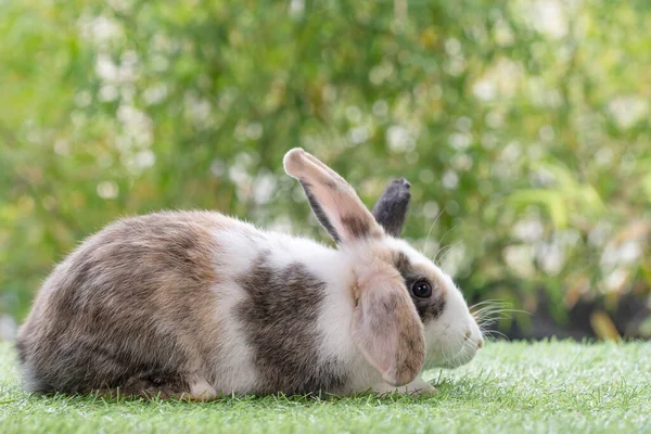 Amistoso Conejo Joven Conejo Sentado Hierba Verde Sobre Fondo Naturaleza —  Fotos de Stock