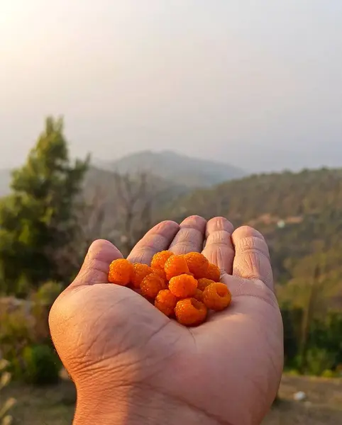 Bir avuç dolusu Tepelerin Altın Meyveleri. Lezzetli tadı ile ağzında eriyen lezzetli meyveler..