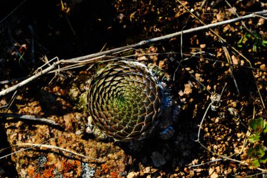 Genel Sempervivum tectorum 'un makro çekimi, Krasnoyarsk Sütunları Ulusal Rezervine özgü bitki