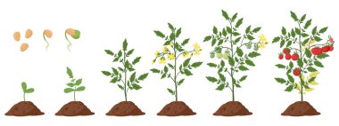 Çizgi film domates bitkisi, domatesler çalı yetiştirme aşamaları. Domatesler filizlenir ve çiçek açar. Faz düz vektör çizimi seti. Organik sebze büyümesi