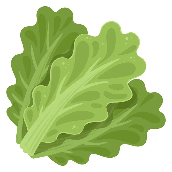 Карикатурно Зеленые Листья Салата Лето Свежая Зелень Вкусные Овощи Здорового — стоковый вектор