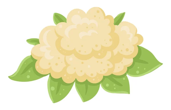 Карикатурная Белая Цветная Капуста Свежая Органическая Капуста Сельскохозяйственный Овощ Здоровой — стоковый вектор
