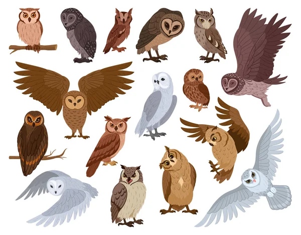 Cartoon Owl Birds Woods Wildlife Birds Brown Snowy Owls Forest — Stock Vector
