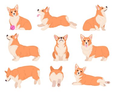 Cartoon corgi poses. Cute purebred corgi pet character sitting, sleeping and playing, domestic pedigree puppy flat vector illustration set. Happy corgi dog