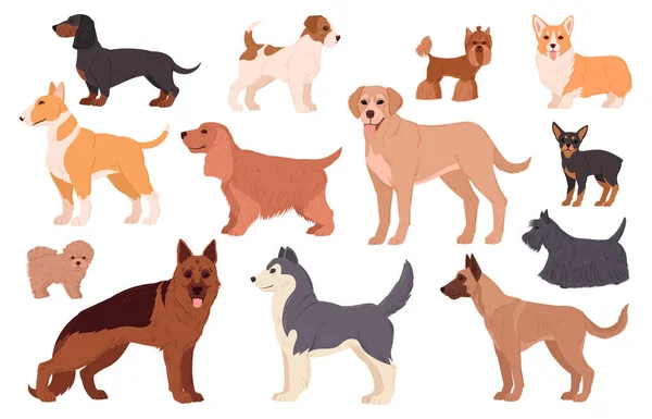 Γελοιογραφίες Σκυλιών Λαμπραντόρ Husky Samoyed Corgi Και Dachshund Κουτάβι Γενεαλογικό — Διανυσματικό Αρχείο