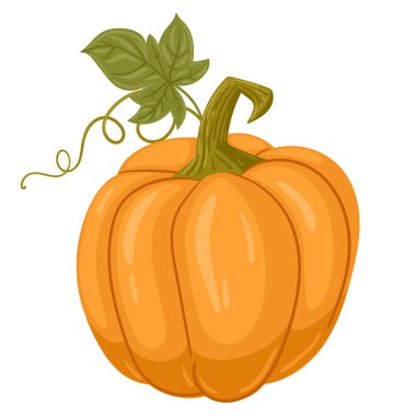 Cartoon pumpkin. Fall harvest gourd, pumpkin squash with leaves. Autumn thanksgiving and halloween pumpkin flat vector illustration