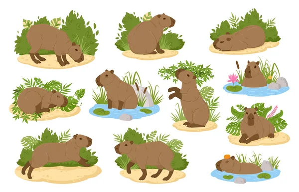 Animales Capibara Dibujos Animados Animales Salvajes Semi Acuáticos Mamíferos Herbívoros — Vector de stock